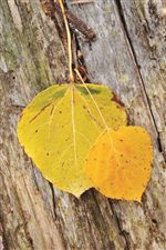 Down Home (193) by Paula Deen by Universal - Baer's Furniture - Paula